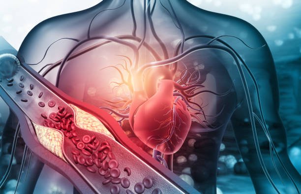 cardiovascular system